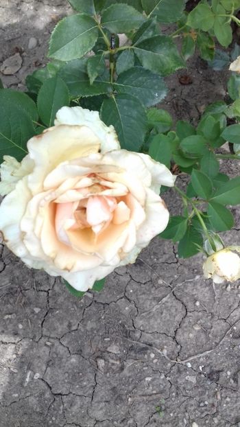  - 5-Trandafiri în grădină 2019