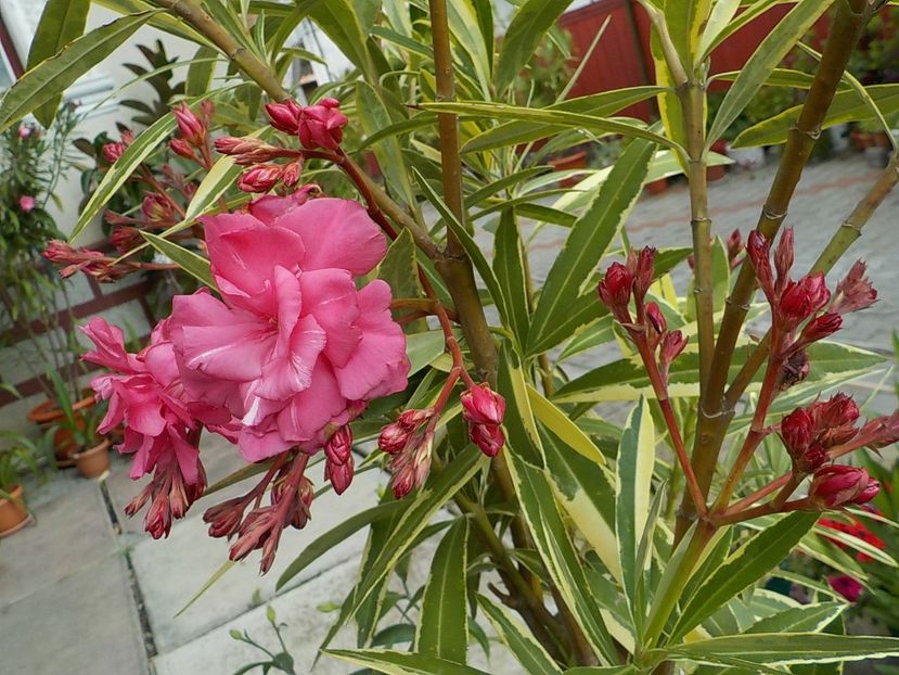  - variegat nr 24
