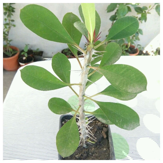 Euphorbia Milii - Flori de vanzare-2019