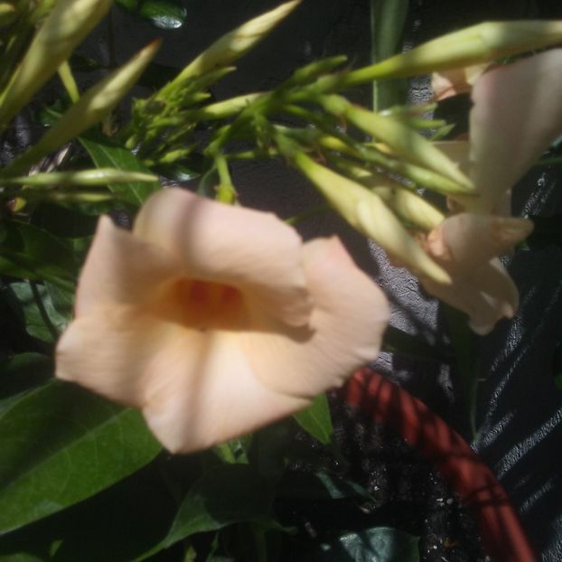  - Dipladenia-Mandevilla