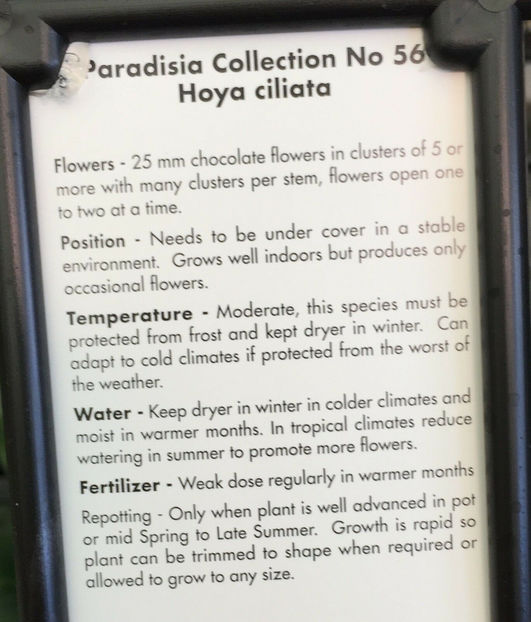 fotografia nu imi apartine - hoya ciliata