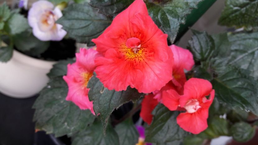 Crispy Red - 10 Achimenes 2019