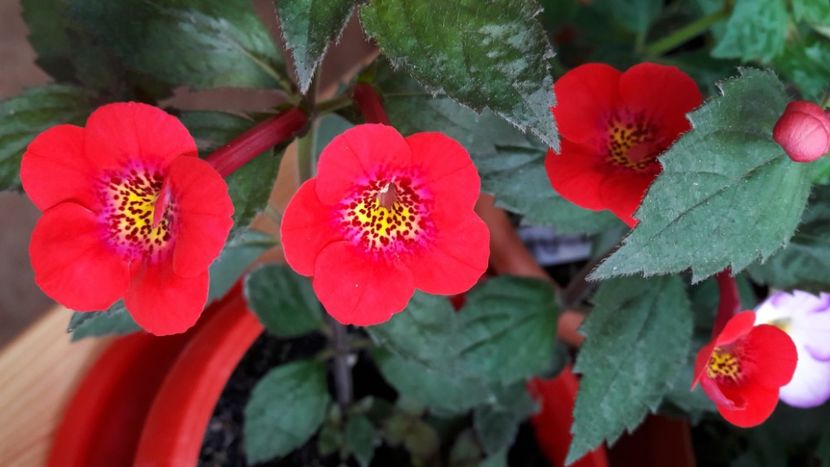 Fire Vortex - 10 Achimenes 2019