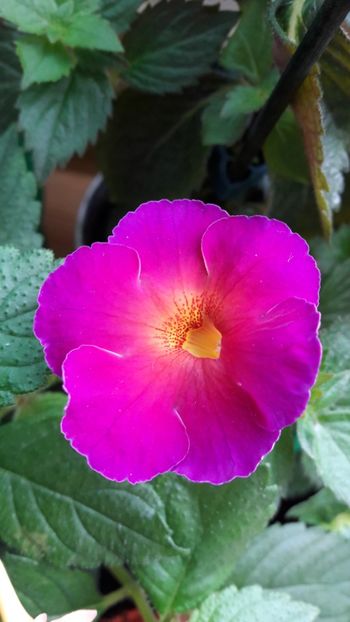 Maria - 10 Achimenes 2019