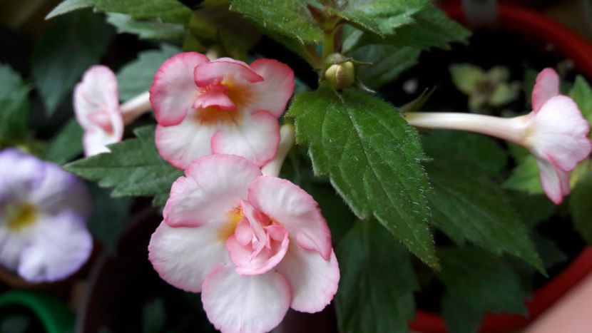 Tamara - 10 Achimenes 2019
