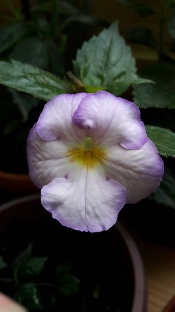 Humberto - 10 Achimenes 2019