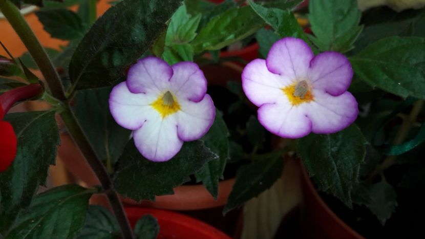  - 10 Achimenes 2019
