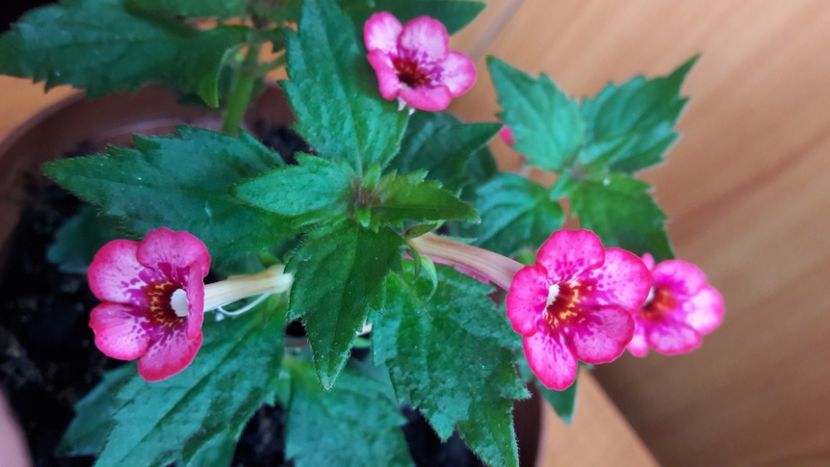  - 10 Achimenes 2019