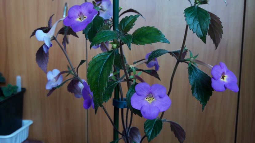  - 10 Achimenes 2019