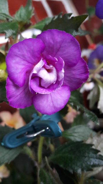 Oxigen - 10 Achimenes 2019
