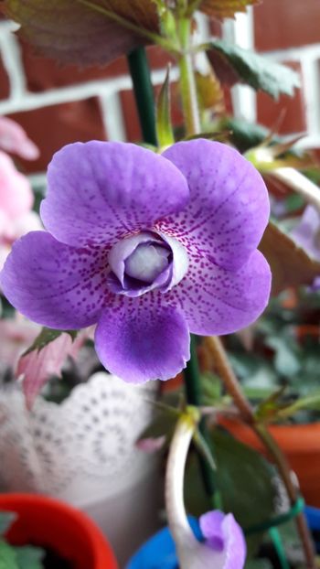 Blue Hurricane - 10 Achimenes 2019