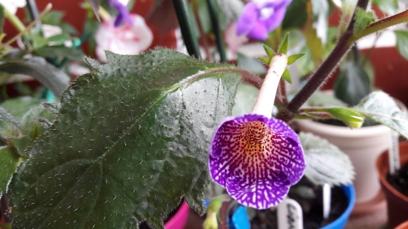  - 10 Achimenes 2019