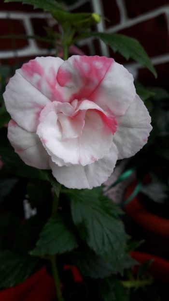 Carpathia - 10 Achimenes 2019