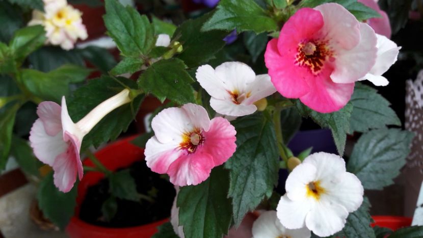 Rozi Roza var.2 - 10 Achimenes 2019