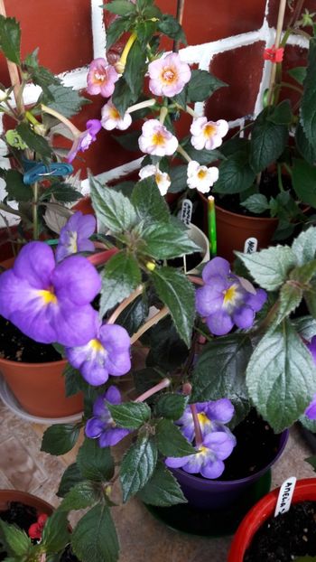  - 10 Achimenes 2019