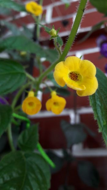  - 10 Achimenes 2019