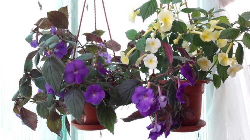  - 10 Achimenes 2019