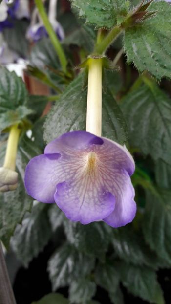  - 10 Achimenes 2019