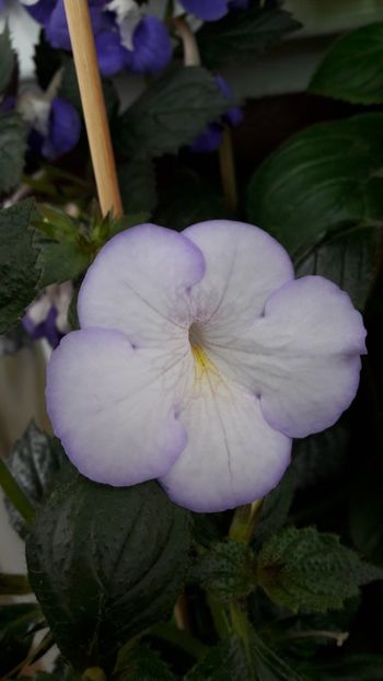  - 10 Achimenes 2019