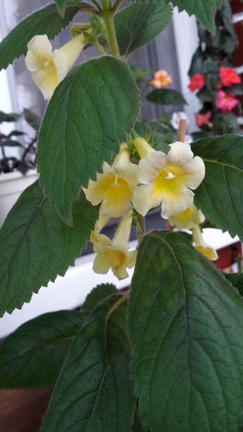  - 10 Achimenes 2019