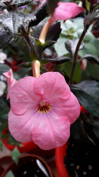  - 10 Achimenes 2019