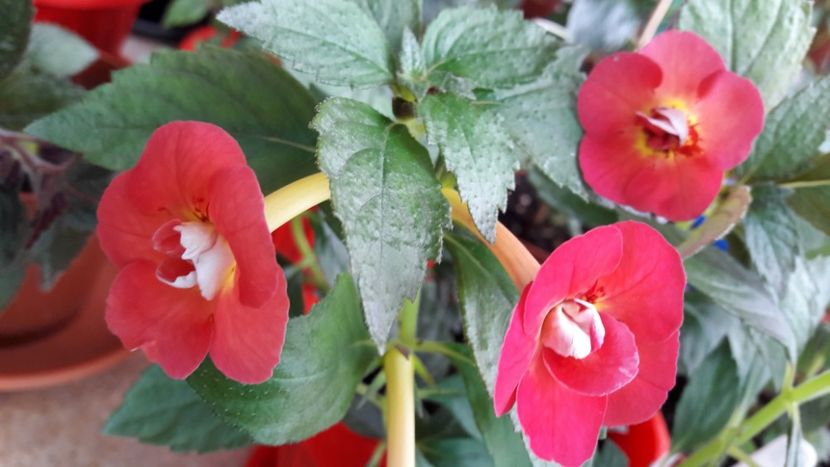  - 10 Achimenes 2019