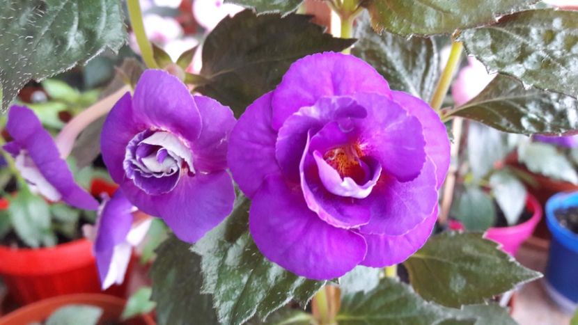  - 10 Achimenes 2019