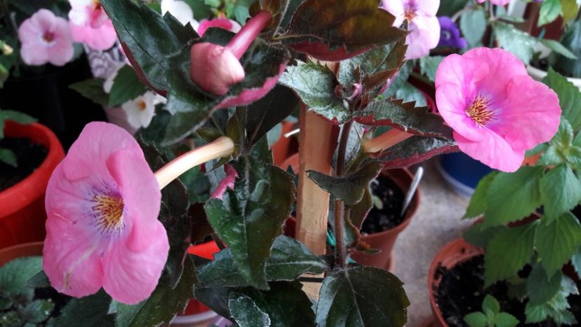  - 10 Achimenes 2019