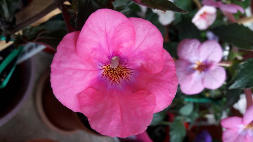  - 10 Achimenes 2019
