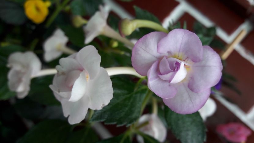  - 10 Achimenes 2019