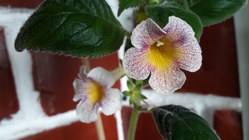  - 10 Achimenes 2019