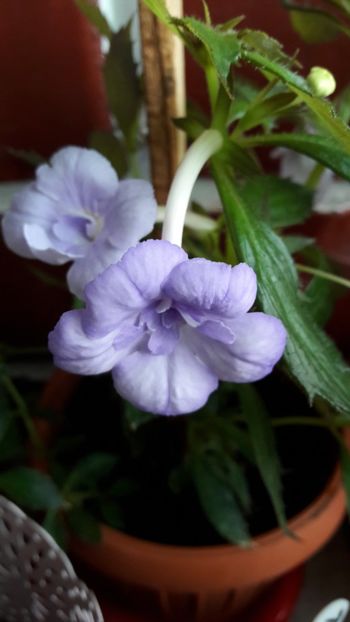  - 10 Achimenes 2019
