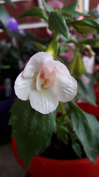  - 10 Achimenes 2019
