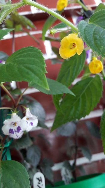  - 10 Achimenes 2019