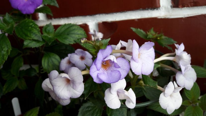  - 10 Achimenes 2019