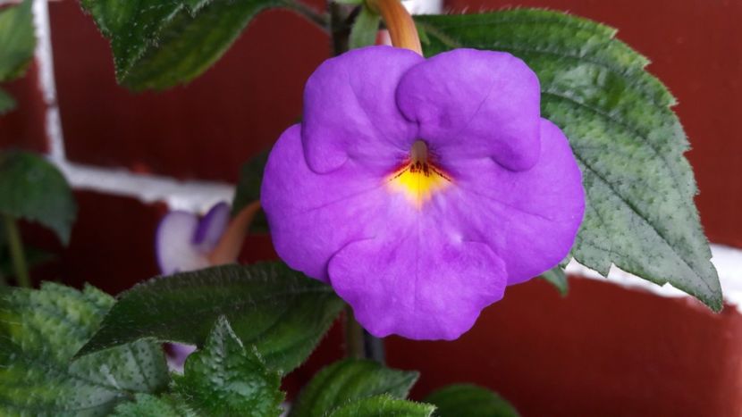  - 10 Achimenes 2019
