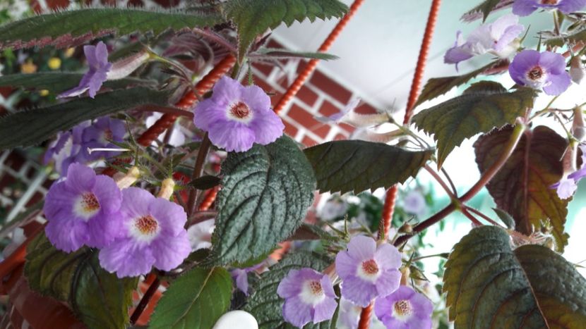  - 10 Achimenes 2019