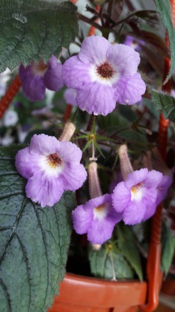  - 10 Achimenes 2019
