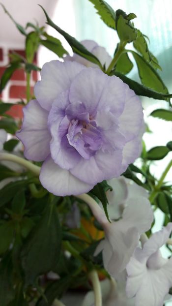  - 10 Achimenes 2019