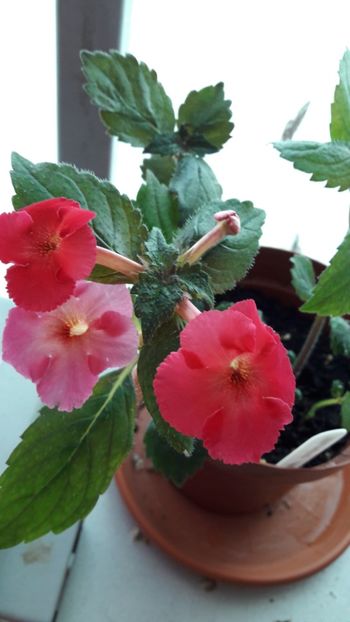  - 10 Achimenes 2019