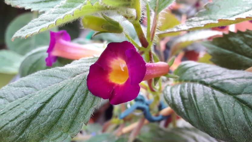  - 10 Achimenes 2019