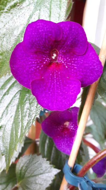  - 10 Achimenes 2019