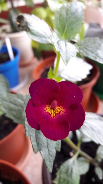  - 10 Achimenes 2019