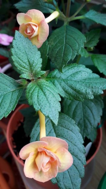  - 10 Achimenes 2019