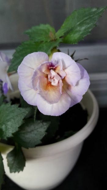  - 10 Achimenes 2019