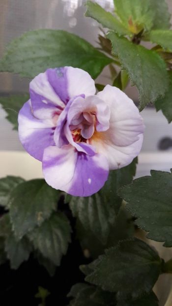  - 10 Achimenes 2019