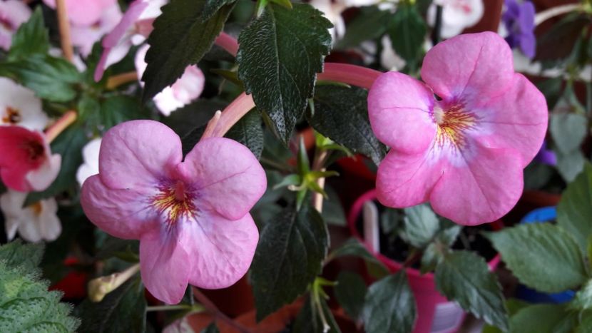  - 10 Achimenes 2019