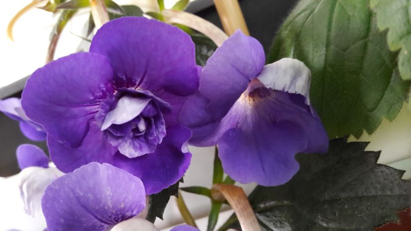  - 10 Achimenes 2019
