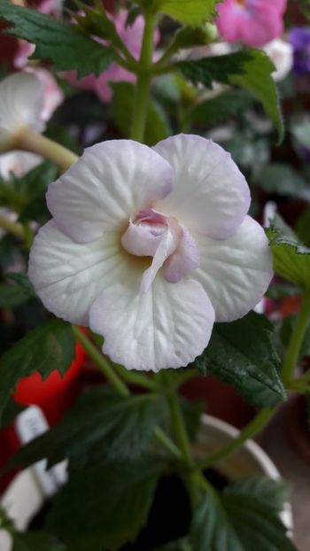  - 10 Achimenes 2019