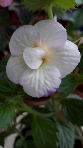  - 10 Achimenes 2019